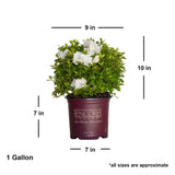 White flowers and evergreen foliage on Encore Azalea Autumn Angel in a 1 gallon maroon Encore Azalea brand pot on a white background