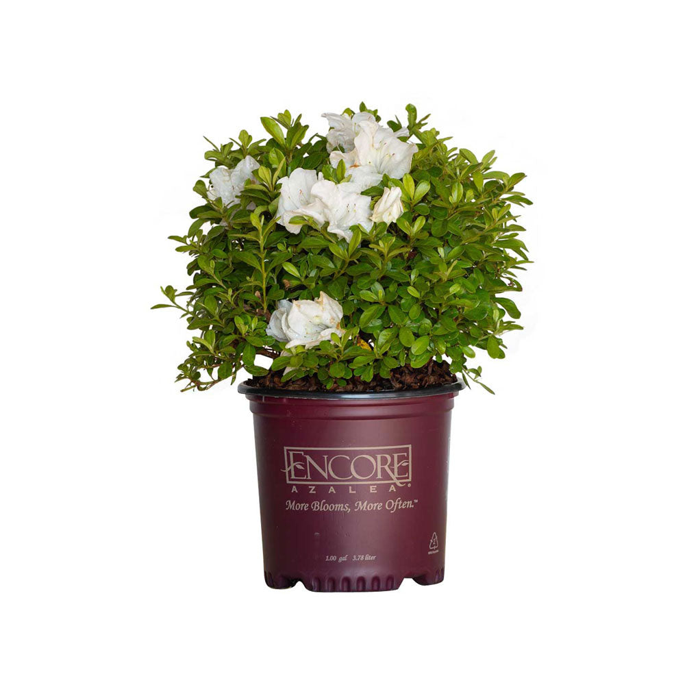 1 Gallon Autumn Angel Encore Azalea with white flowers and green leaves in a nursery container