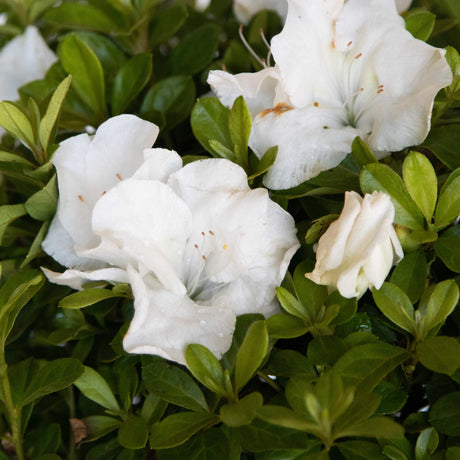 Encore Azalea 1 Gallon Plant With Pure White Blooms