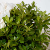 Encore Azalea 1 Gallon Plant With Pure White Blooms