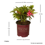 pink encore azalea autumn sundance size live plant shipped for sale online