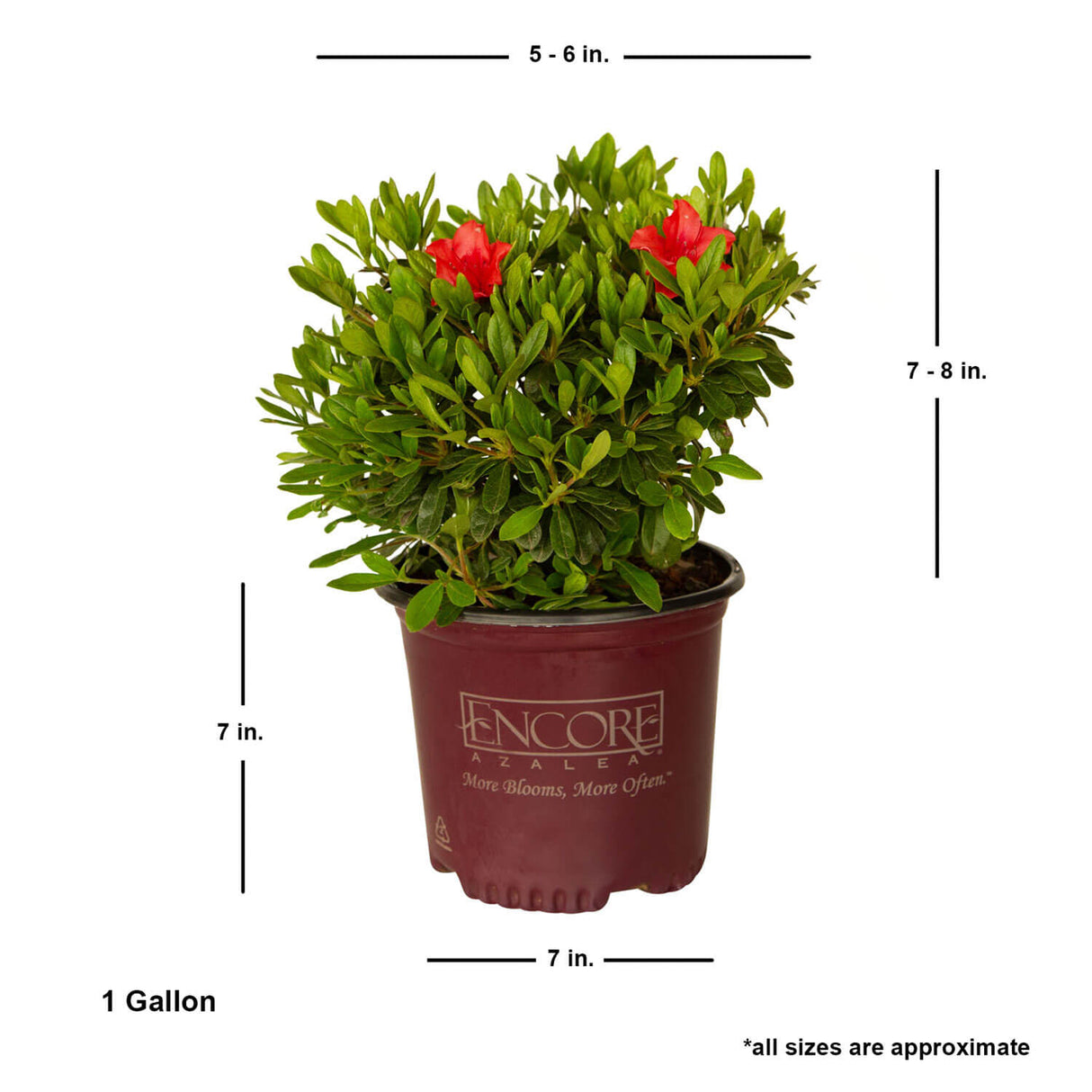 flowering evergreen shrubs encore azalea live plant dimesnions for sale online