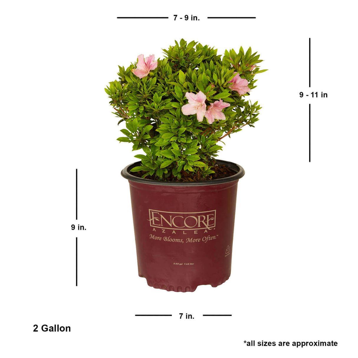 buy encore azalea sweetheart for sale online average size live plant shipped 