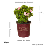 buy encore azalea sweetheart for sale online average size live plant shipped 