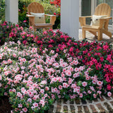 encore azalea pink landscape gardening shrubs for sale online