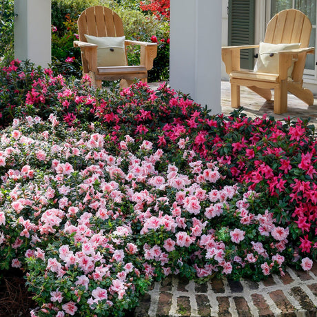 encore azalea pink landscape gardening shrubs for sale online