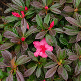 encore azalea sundance pink blooms evergreen foliage for sale online