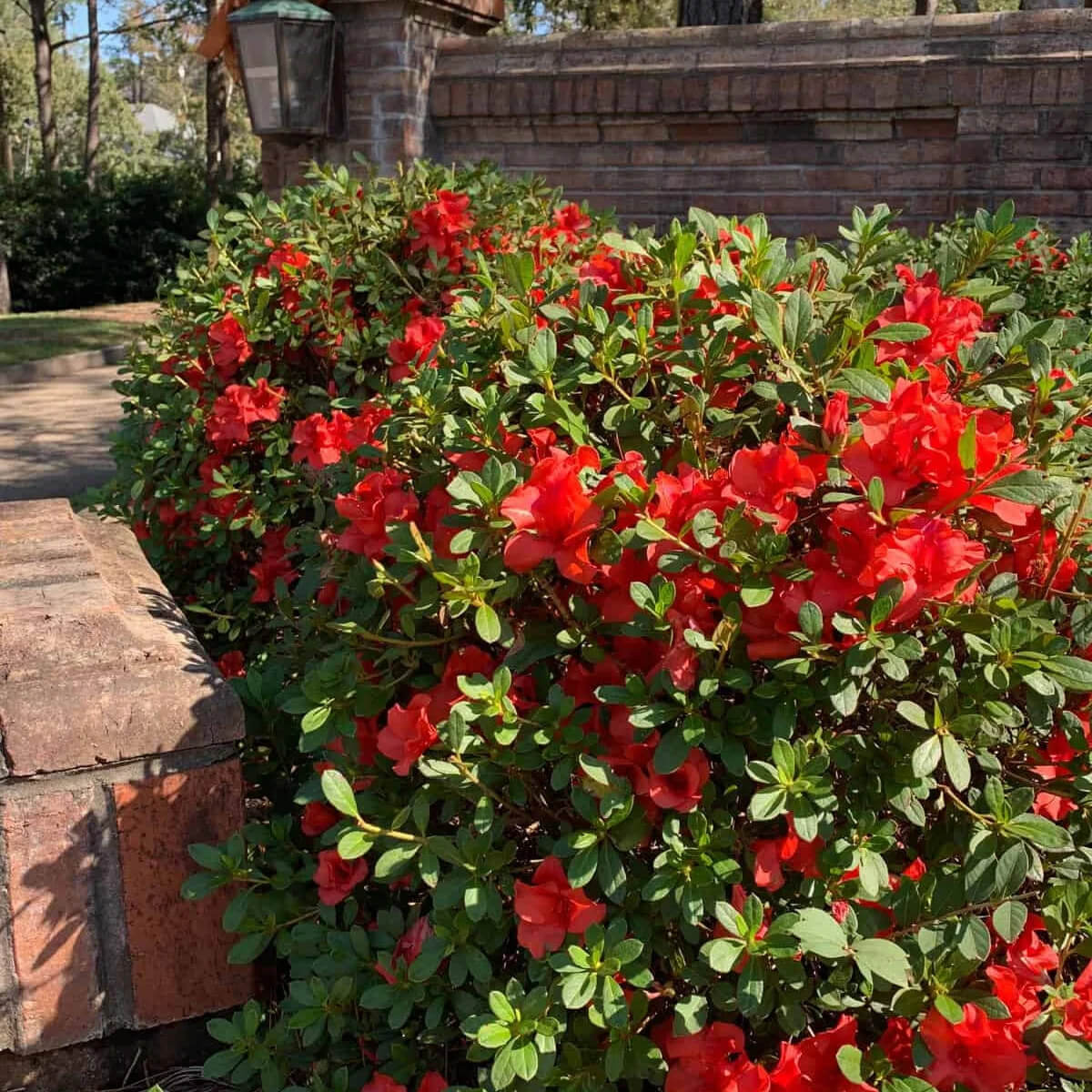 encore azalea autumn sunset red flowers evergreen landscape shrubs for sale online