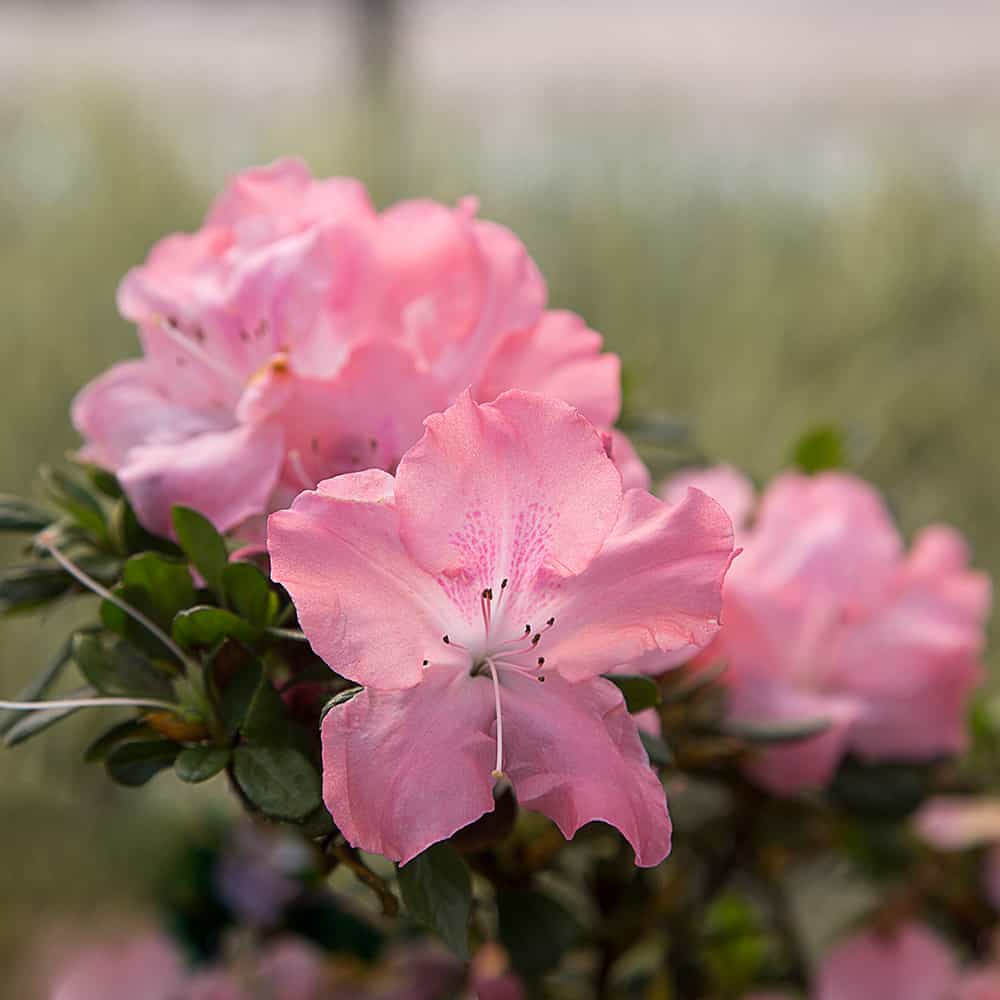 Debutante Azalea that has pink blooms and green foliage