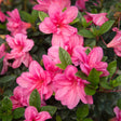 Encore Azalea Autumn Empress pink azalea flowers