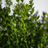 Evergreen foliage of the baby gem boxwood shrub