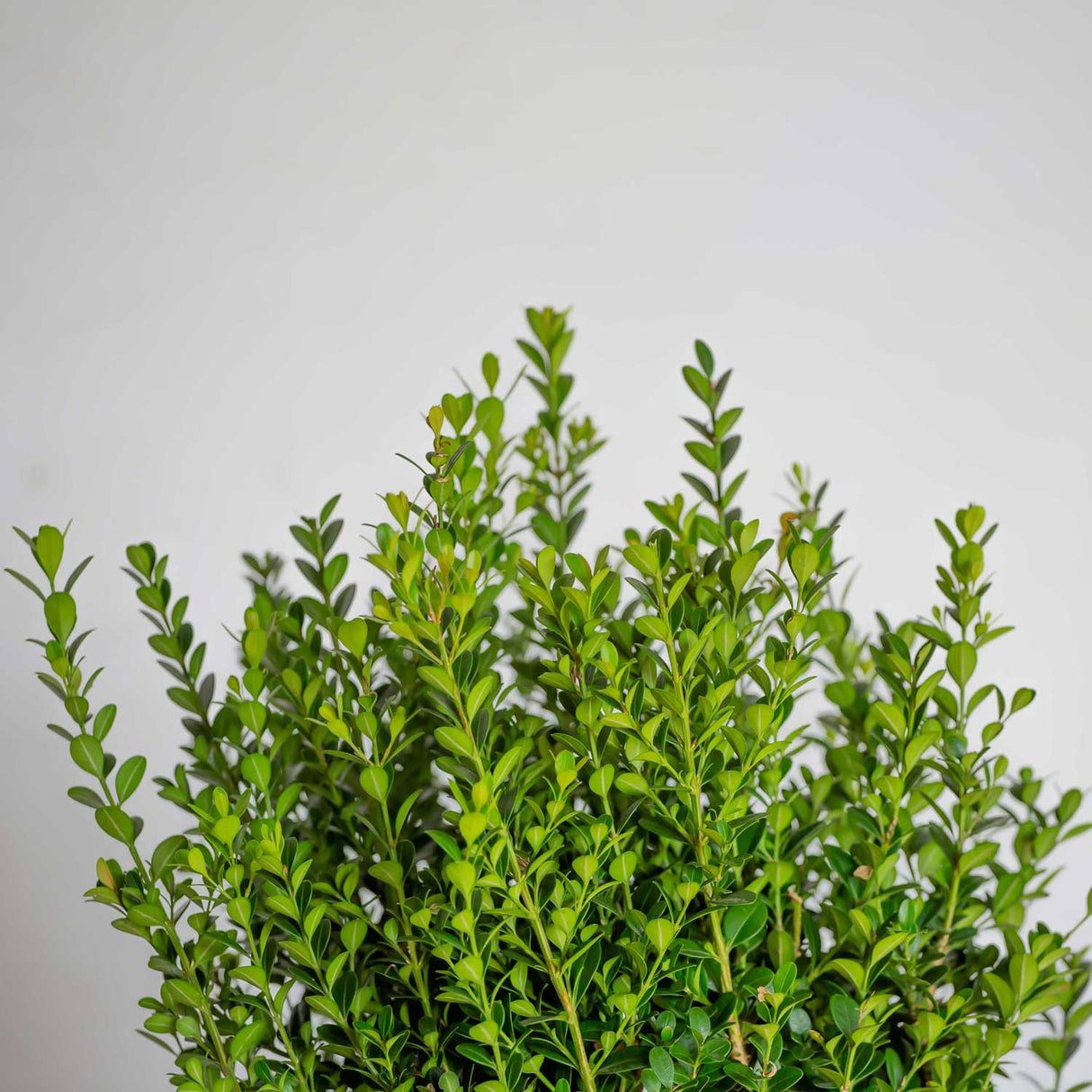 Green rounded leaves of the Baby Gem Boxwood with a white shadowy background