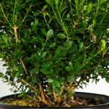 live potted baby gem evergreen boxwood for sale online