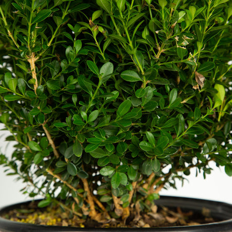 live potted baby gem evergreen boxwood for sale online