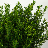 close up evergreen foliage baby gem boxwood shrub for sale 