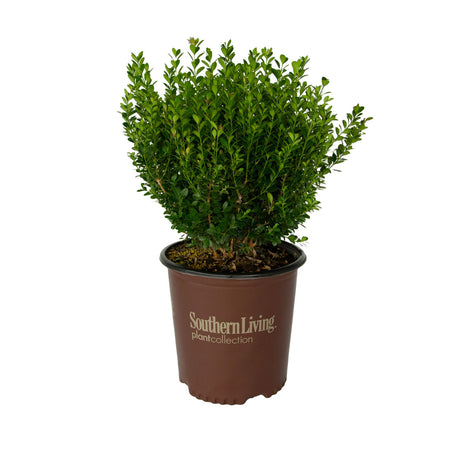 southern living baby gem boxwood evergreen shrub for landscaping for sale