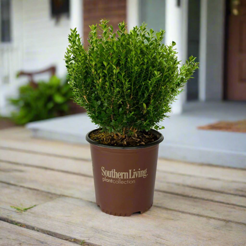 southern living baby gem boxwood evergreen shrub lifestyle image on a front porch