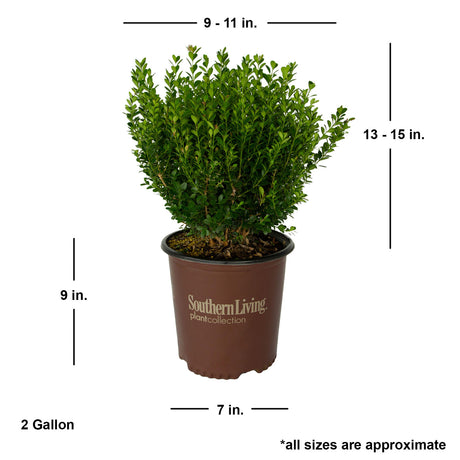 baby gem boxwood bush live potted plant for sale