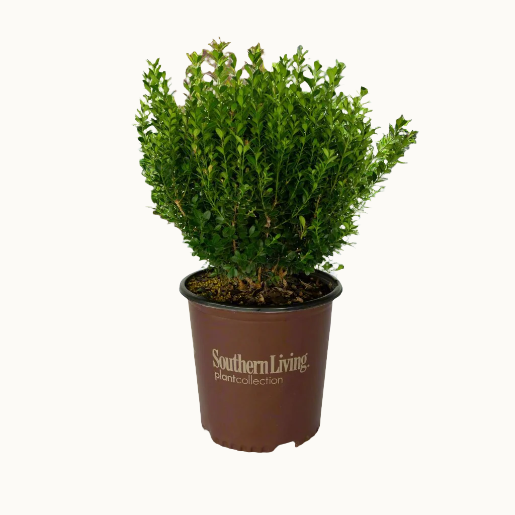 Baby Gem Boxwood from the Southern Living Plant Collection in a 2 gallon pot