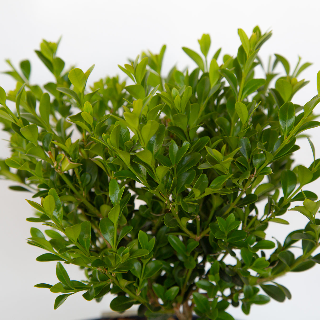 live boxwood shrubs for sale online 