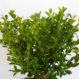 live boxwood shrubs for sale online 