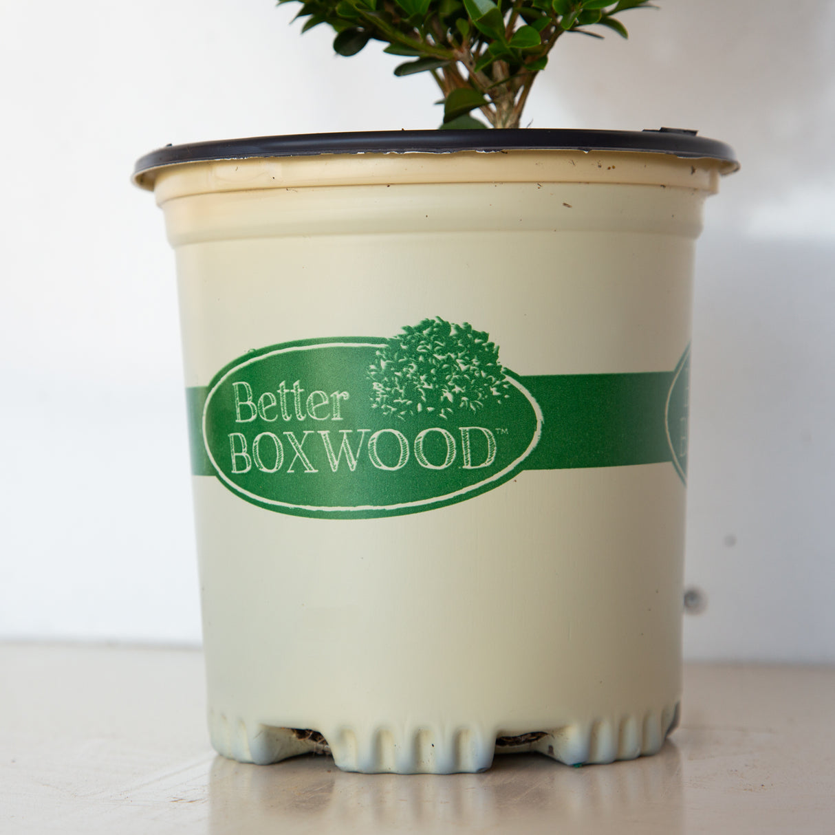 Babylon Beauty - Better Boxwood