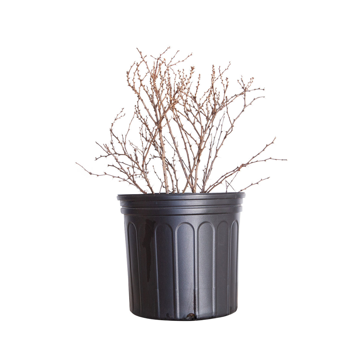 2.4 Gallon Rose Glow Barberry dormant in black container.