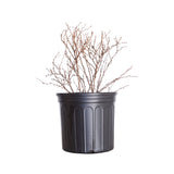 2.4 Gallon Rose Glow Barberry dormant in black container.