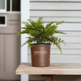 Bayou Bliss Distylium from the Southern Living Plant Collection sitting on a wooden bench on a porch