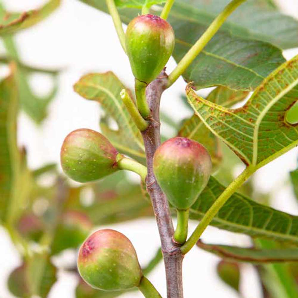 fig tree bearing edible fruit