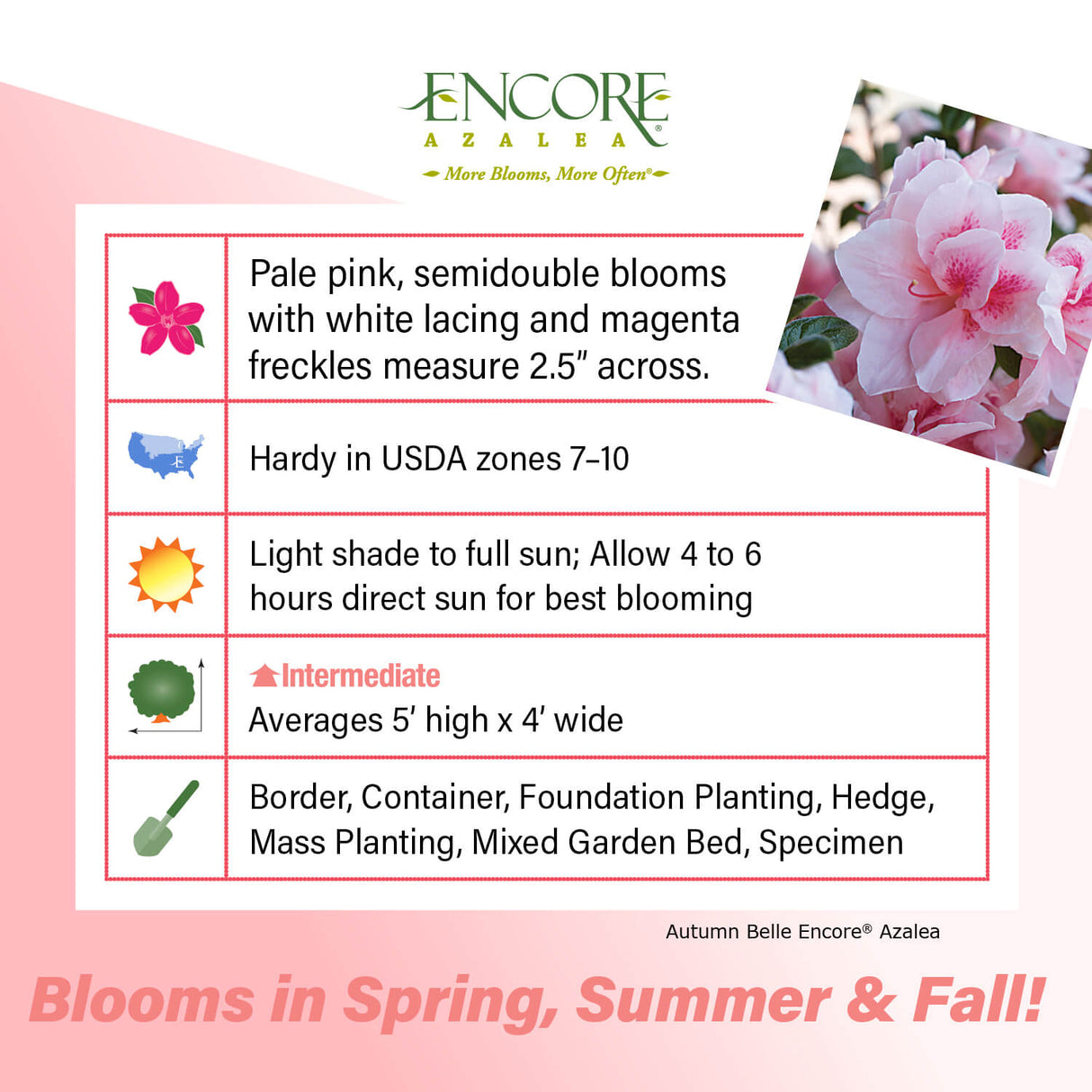 Encore Azalea Autumn Belle fact sheet