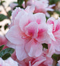 Autumn Belle encore azalea with pink to fuscia blooms