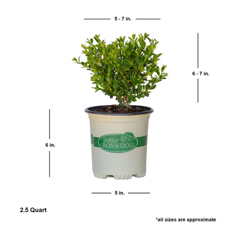 better boxwood shrubs bushes 2.5 quart for sale online