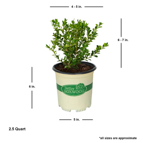 better boxwood renaissance shrubs for sale online 