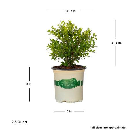 1 gallon better boxwood skylight potted plant for sale online shipped dimensions