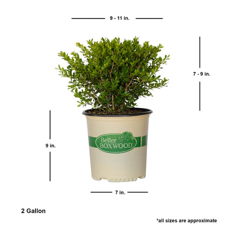 2 gallon better boxwood skylight potted plant for sale online shipped dimensions