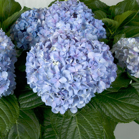 Big Daddy Hydrangea mop head bloom live plant for sale online 