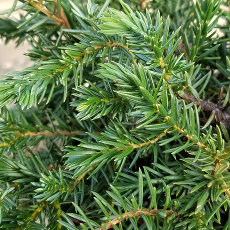 Blue pacific Juniper Foliage