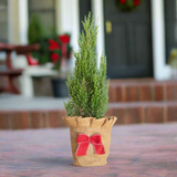 Blue Point Juniper Miniture Chirstmas tree on a brick walkway in front of a front door during he holidays