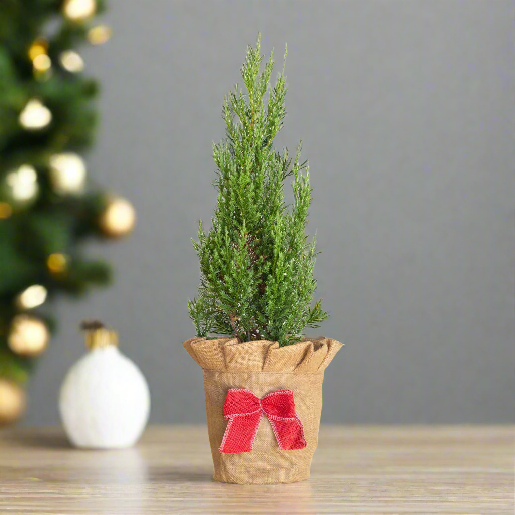 Blue Point Juniper small live christmas tree in a burlap pot sleeve cover inside a home for the holidays