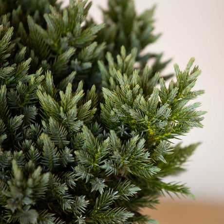 blue star juniper green needle foliage