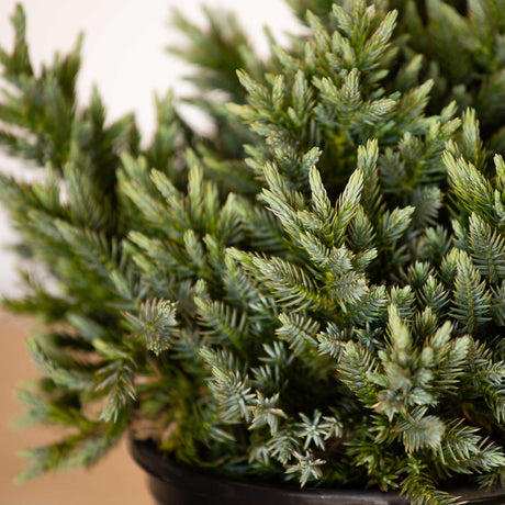 blue star juniper green needle foliage