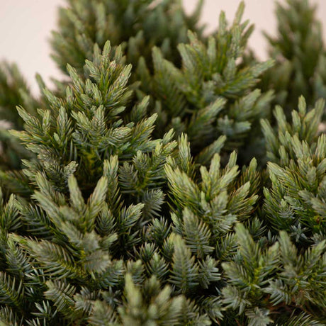 blue star juniper shrub for bonsai