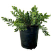 Blue Point Juniper Groundcover shrub in a 2.5 Quart Pot