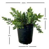 Blue Pacific Juniper in a black pot with the product dimensions - plant product shot