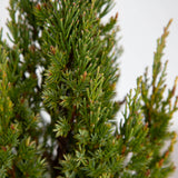 Living Christmas Tree - Blue Point Juniper