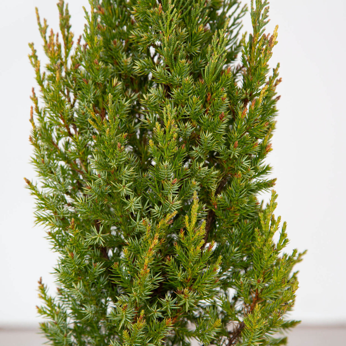 Living Christmas Tree - Blue Point Juniper