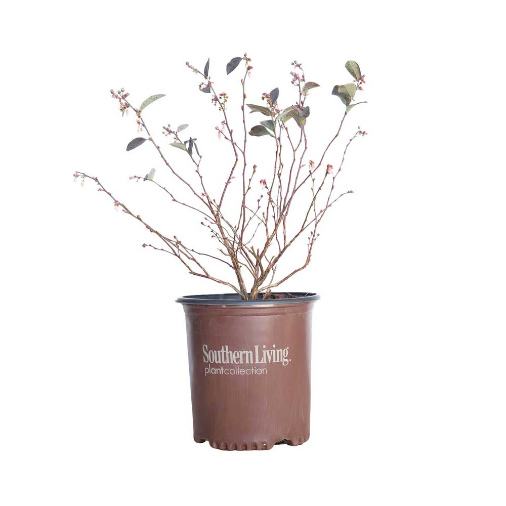 bless your heart blueberry bushes dormant in brown southern living pot