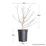 Dormant 2.5 Quart Climax Blueberry Shrub dimentions product image