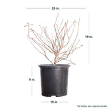 2.5 Gallon Rabbiteye Blueberry Bush dormant product image in plack pot